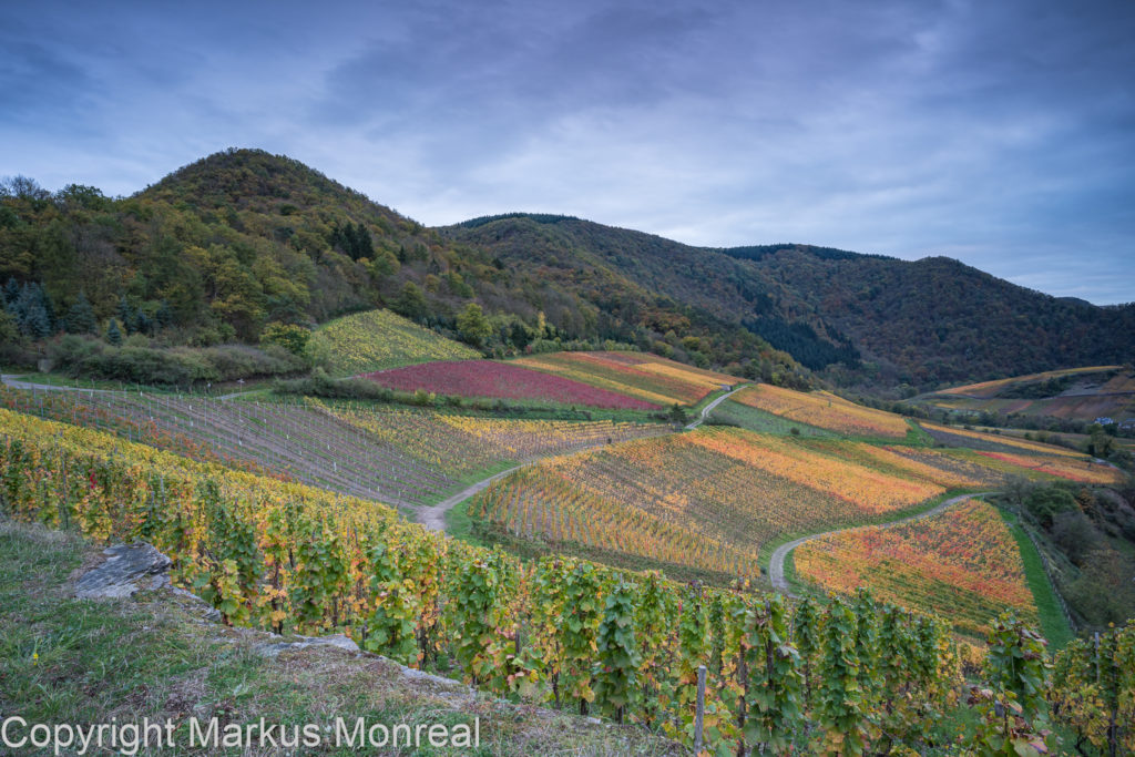 Weinberge im Herbst im Ahrtal bei Mayschoss.